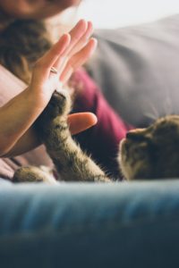 How-to-Control-Cat-Dander